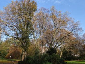 Gelsenkirchen Altstadt Stadtgarten im November 2020