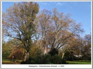 Der Stadtgarten in Gelsenkirchen Altstadt im November 2020