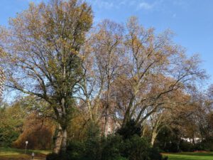 Der Stadtgarten in Gelsenkirchen Altstadt im November 2020