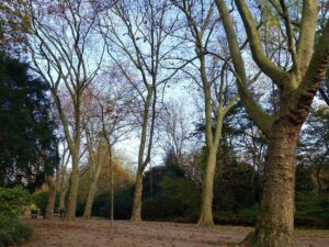 Gelsenkirchen Altstadt Stadtgarten im November 2020