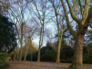 Der Stadtgarten in Gelsenkirchen Altstadt im November 2020