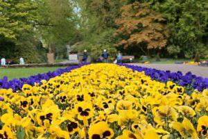 Der Stadtgarten in Gelsenkirchen Altstadt im Mai 2021
