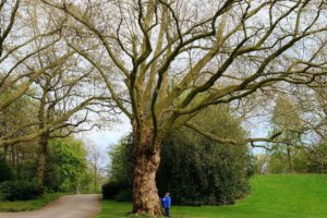 Der Stadtgarten in Gelsenkirchen Altstadt im Mai 2021