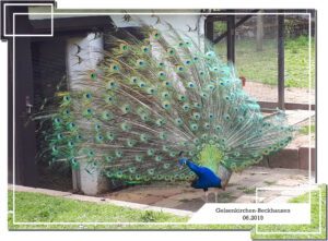 Gelsenkirchen Beckhausen im Juni 2019