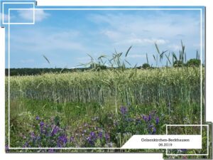 Gelsenkirchen Beckhausen im Juni 2019