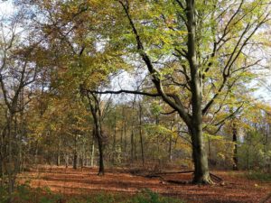 Gelsenkirchen-Bismarck im November 2020