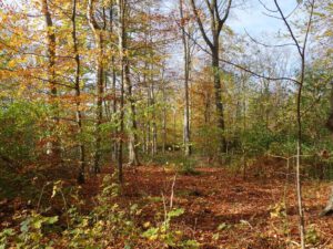 Gelsenkirchen-Bismarck im November 2020