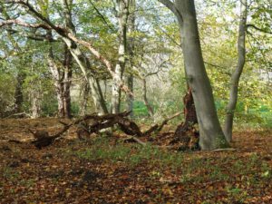 Gelsenkirchen-Bismarck im November 2020