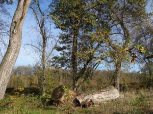 Gelsenkirchen-Bismarck im November 2020