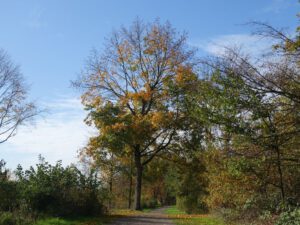 Gelsenkirchen-Bismarck im November 2020