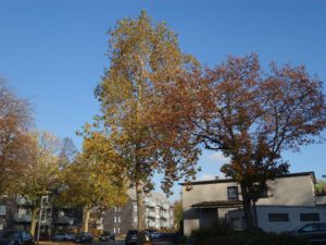 Gelsenkirchen-Bismarck im November 2020