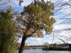 Gelsenkirchen-Bismarck im November 2020