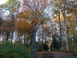 Stadwald Gelsenkirchen-Buer