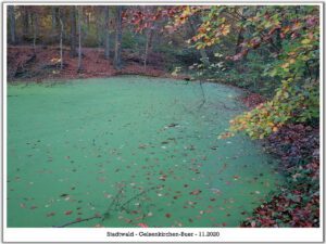 Stadwald Gelsenkirchen-Buer