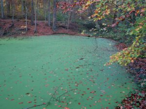 Stadwald Gelsenkirchen-Buer