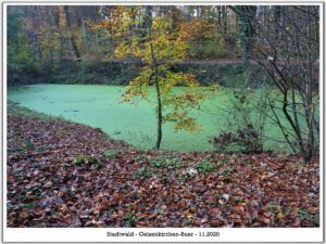 Stadwald Gelsenkirchen-Buer