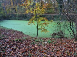 Stadwald Gelsenkirchen-Buer