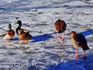 Gelsenkirchen-Buer im Februar 2021