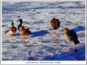Winter in Gelsenkirchen-Buer im Februar 2021