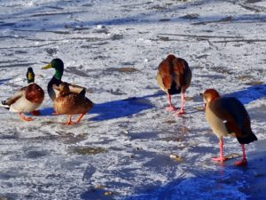Winter in Gelsenkirchen-Buer im Februar 2021
