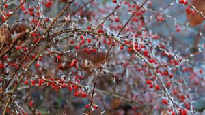 Winter in Gelsenkirchen-Buer im Februar 2021