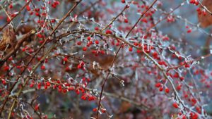 Stadwald Gelsenkirchen-Buer