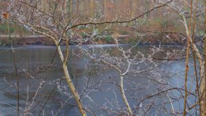 Stadwald Gelsenkirchen-Buer