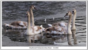 Winter in Gelsenkirchen-Buer im Februar 2021