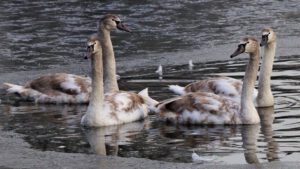 Winter in Gelsenkirchen-Buer im Februar 2021