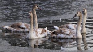 Stadwald Gelsenkirchen-Buer