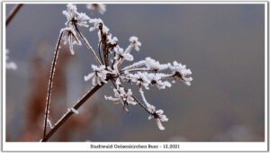 Stadwald Gelsenkirchen-Buer