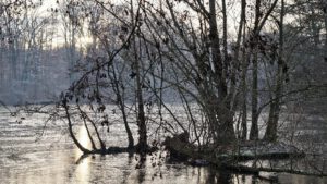 Stadwald Gelsenkirchen-Buer