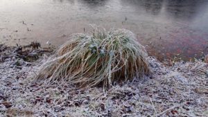 Stadwald Gelsenkirchen-Buer