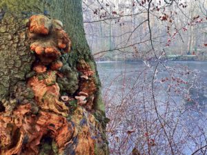 Winter in Gelsenkirchen-Buer im Februar 2021