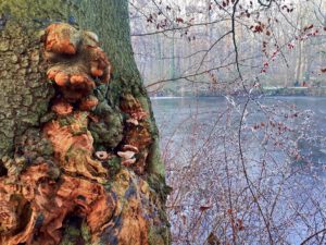 Stadwald Gelsenkirchen-Buer