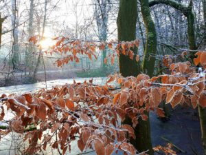 Stadwald Gelsenkirchen-Buer