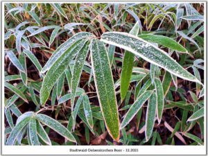 Winter in Gelsenkirchen-Buer im Februar 2021