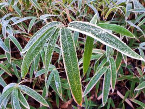 Winter in Gelsenkirchen-Buer im Februar 2021