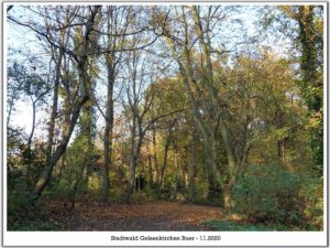 Stadwald Gelsenkirchen-Buer