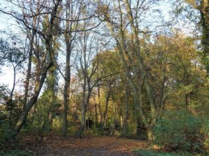 Stadwald Gelsenkirchen-Buer