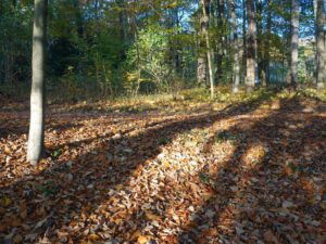 Stadwald Gelsenkirchen-Buer