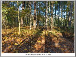 Stadwald Gelsenkirchen-Buer