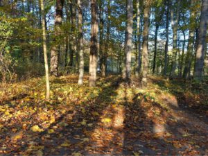 Stadwald Gelsenkirchen-Buer