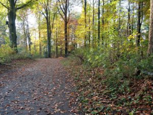 Stadwald Gelsenkirchen-Buer