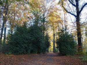 Stadwald Gelsenkirchen-Buer