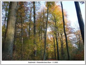 Stadwald Gelsenkirchen-Buer