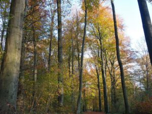 Stadwald Gelsenkirchen-Buer