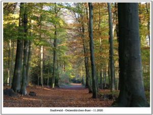 Stadwald Gelsenkirchen-Buer