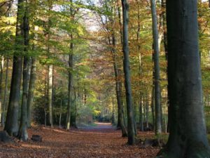 Stadwald Gelsenkirchen-Buer