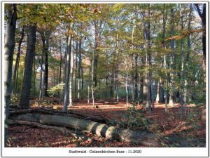 Stadwald Gelsenkirchen-Buer